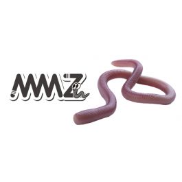 main_mmz.jpg